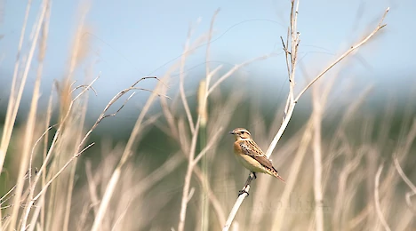 Flycatchers