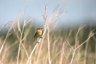 Braunkehlchen (Saxicola rubetra)