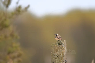 Braunkehlchen (Saxicola rubetra)