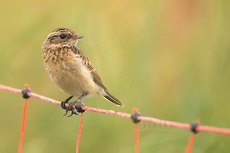 Braunkehlchen (Saxicola rubetra)