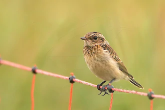 Braunkehlchen (Saxicola rubetra)