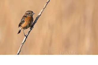 Braunkehlchen (Saxicola rubetra)