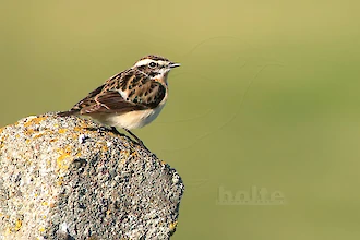 Braunkehlchen (Saxicola rubetra)