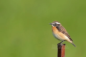 Braunkehlchen (Saxicola rubetra)