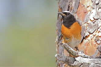 Gartenrotschwanz (Phoenicurus phoenicurus)