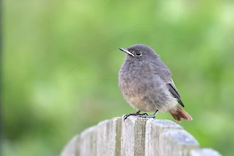 Hausrotschwanz (Phoenicurus ochruros)