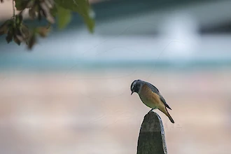 Gartenrotschwanz (Phoenicurus phoenicurus)