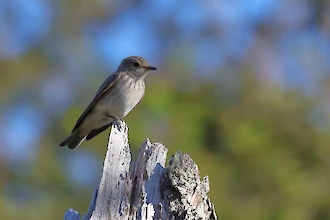 Grauschnäpper (Muscicapa striata)