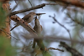 Grauschnäpper (Muscicapa striata)