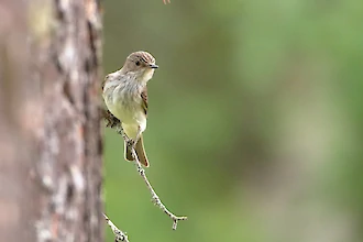 Grauschnäpper (Muscicapa striata)