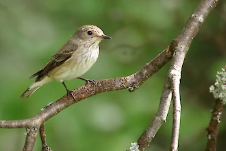Grauschnäpper (Muscicapa striata)