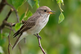 Grauschnäpper (Muscicapa striata)