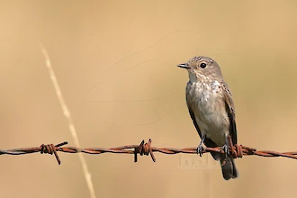 Grauschn&auml;pper (Muscipia striata)