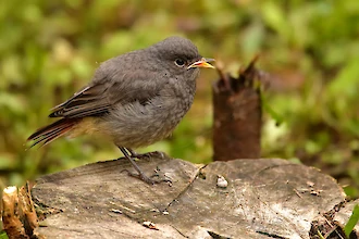 Hausrotschwanz (Phoenicurus ochruros)
