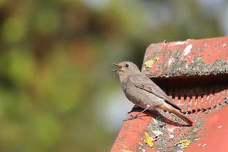 Männlicher Hausrotschwanz im Hemmungskleid (Phoenicurus ochruros)