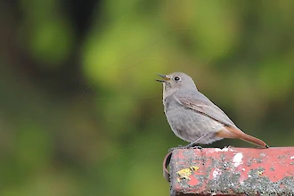 Männlicher Hausrotschwanz im Hemmungskleid (Phoenicurus ochruros)