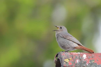 Männlicher Hausrotschwanz im Hemmungskleid (Phoenicurus ochruros)