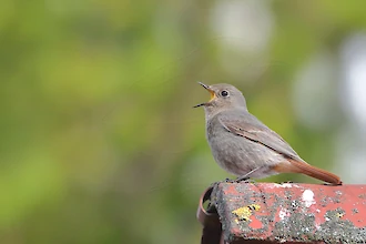Männlicher Hausrotschwanz im Hemmungskleid (Phoenicurus ochruros)