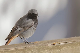 Hausrotschwanz (Phoenicurus ochruros)