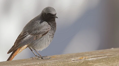 Flycatchers