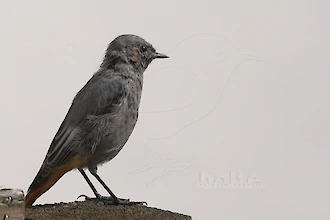 Hausrotschwanz (Phoenicurus ochruros)