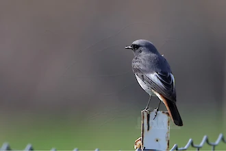 Hausrotschwanz (Phoenicurus ochruros)
