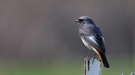Flycatchers