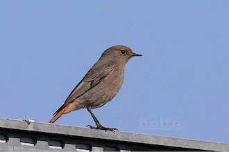 Hausrotschwanz (Phoenicurus ochruros)