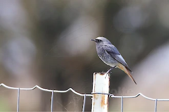 Hausrotschwanz (Phoenicurus ochruros)