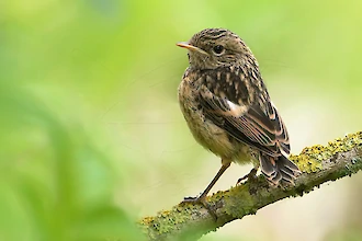 Junges Schwarzkehlchen (Saxicola rubicola)