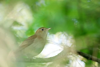 Nachtigall (Luscinia megarhynchos)