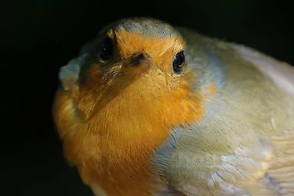 Rotkehlchen (Erithacus rubecula)