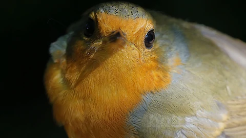 Rotkehlchen (Erithacus rubecula)