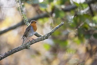 Rotkehlchen (Erithacus rubecula)