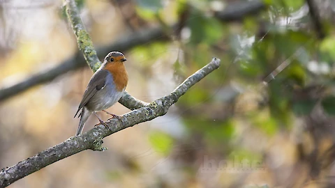 Rotkehlchen (Erithacus rubecula)