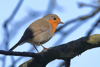 Rotkehlchen (Erithacus rubecula)