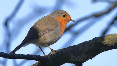 Rotkehlchen (Erithacus rubecula)