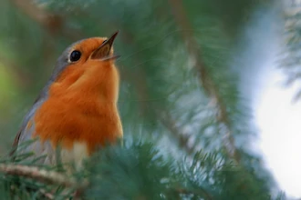 Rotkehlchen (Erithacus rubecula)