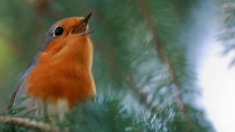 Rotkehlchen (Erithacus rubecula)