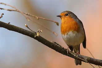 Rotkehlchen (Erithacus rubecula)