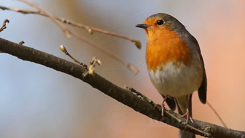 Rotkehlchen (Erithacus rubecula)