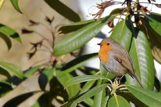 Rotkehlchen (Erithacus rubecula)