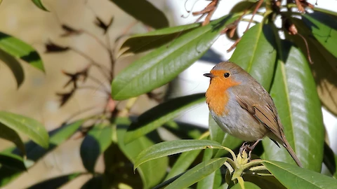 Rotkehlchen (Erithacus rubecula)