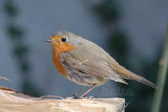 Rotkehlchen (Erithacus rubecula)
