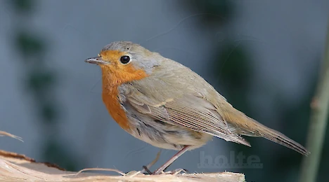 Fliegenschnäpper
