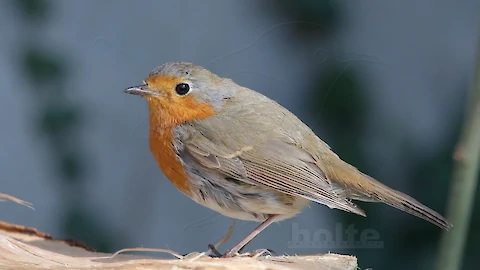 Rotkehlchen (Erithacus rubecula)