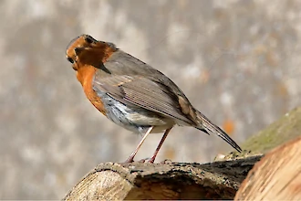 Rotkehlchen (Erithacus rubecula)