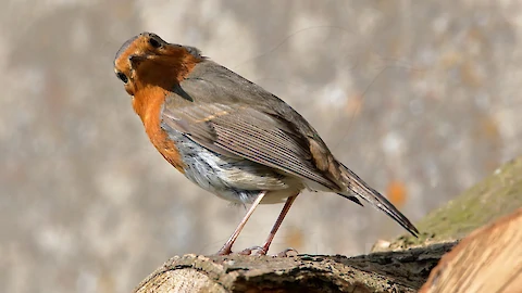 Rotkehlchen (Erithacus rubecula)