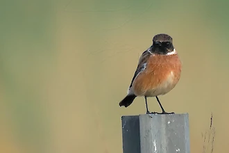 Schwarzkehlchen (Saxicola rubicola)