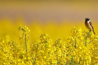 Schwarzkehlchen (Saxicola rubicola)